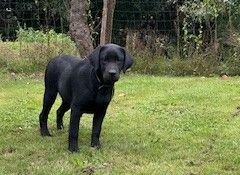du Labramour d'Othys - Chiots disponibles - Labrador Retriever