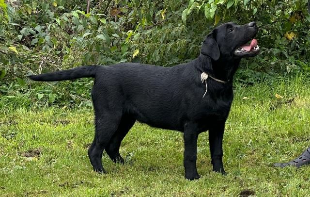 du Labramour d'Othys - Chiots disponibles - Labrador Retriever