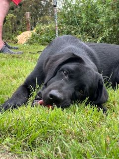 du Labramour d'Othys - Chiots disponibles - Labrador Retriever